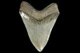 Serrated, Fossil Megalodon Tooth - South Carolina #134285-2
